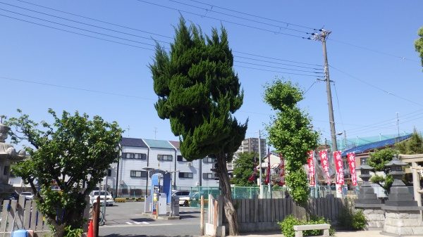 高木の剪定作業｜カイズカイブキを出来るだけ頭を軽く剪定　大阪府大阪市住之江区