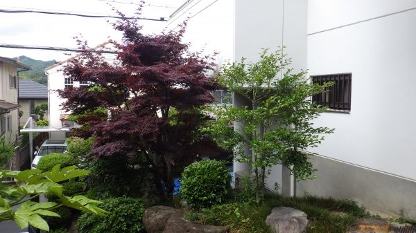大きくなり混みすぎた植木の剪定作業｜日が当たるように明るく剪定　大阪府大阪市阿倍野区