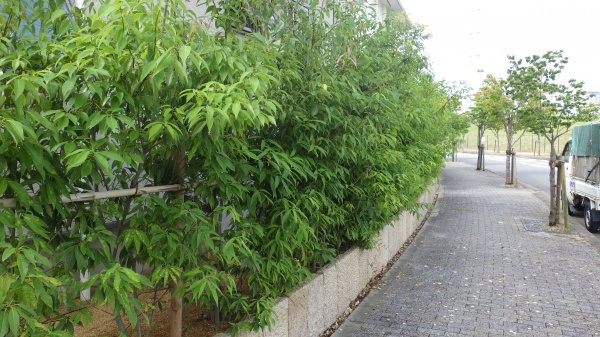 通行の邪魔にならないように庭木の剪定｜家の中が見えないように剪定　大阪府大阪市旭区