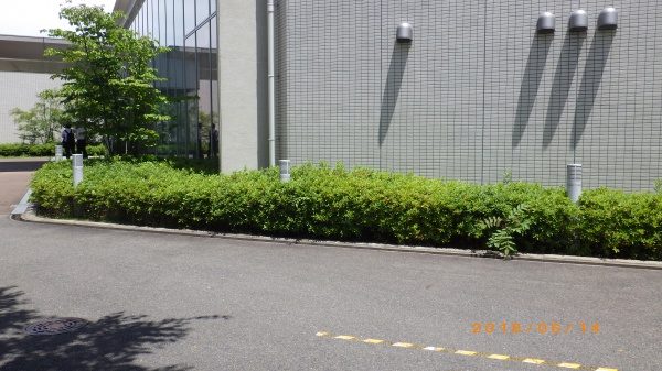 玄関前の低木剪定｜低木の庭木剪定　大阪府大阪市浪速区