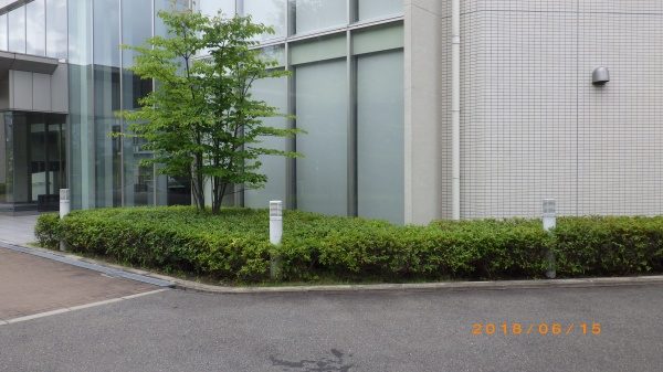 庭木剪定