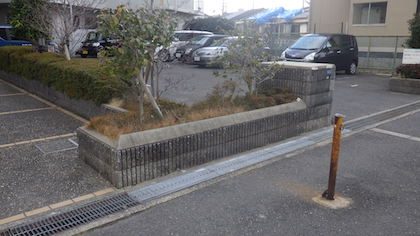 植え替え前
