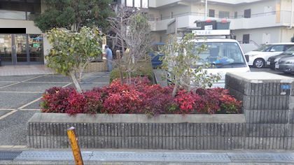 植え替え後