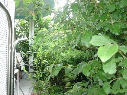雑草だらけだった庭