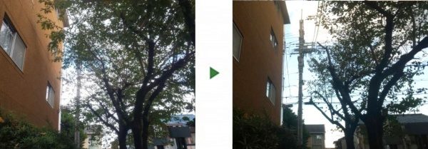 企業様より4本のサクラの剪定をご依頼いただいた事例│大阪市北区 J株式会社様