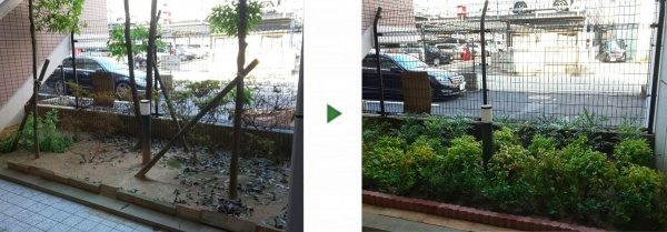 「シラカシ」を伐採し「サルココッカ」や「オタフクナンテン」を植栽│殺風景な中庭が賑やかに　大阪市城東区