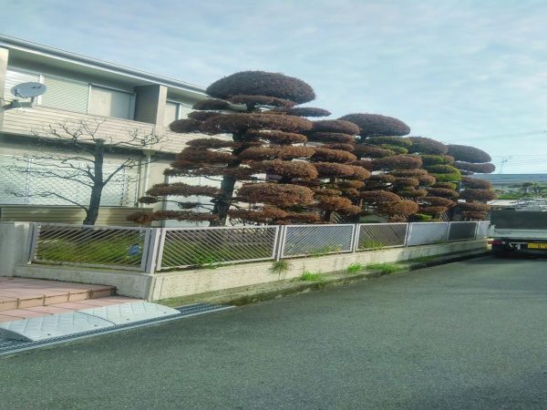 カイズカイブキ伐採前