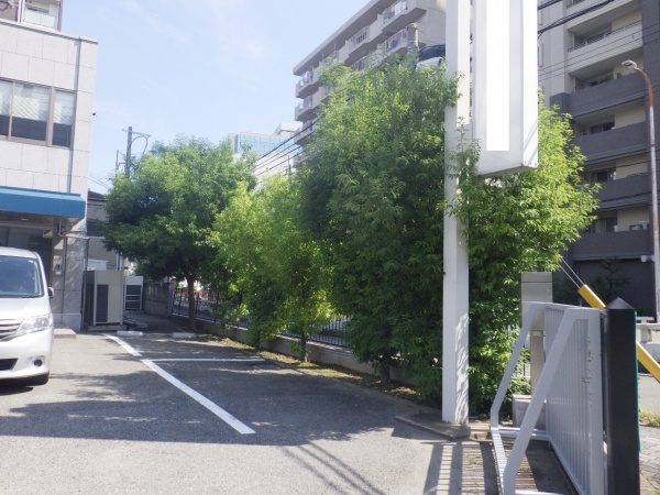 シラカシ剪定