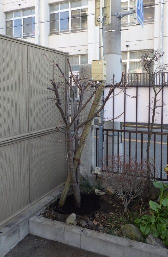 サクラ 移植後