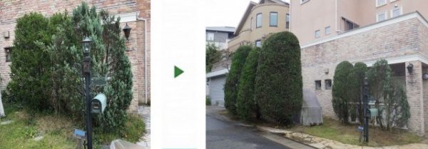 3種の植木の剪定と支柱設置で、玄関前がサッパリ美しくなった事例　大阪府吹田市