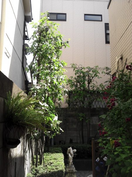植木剪定作業後