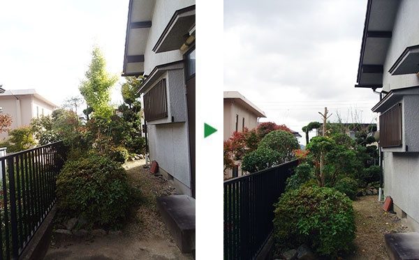 カイズカイブキなどの庭木の剪定　奈良県大和郡山市