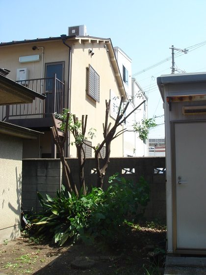剪定後の高木剪定アラカシ