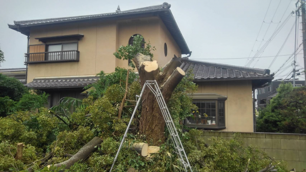 阪南市伐採After