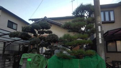 剪定前クロマツ