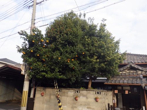 剪定前
