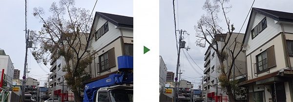 クスノキの剪定｜台風で折れた枝と電線にかかった枝が危険　奈良県奈良市