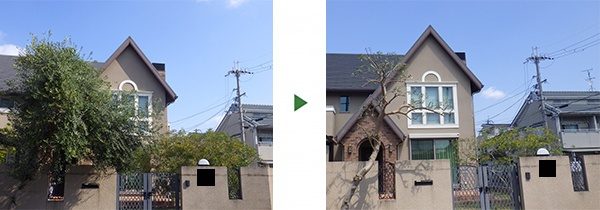 オリーブを強剪定して鬱蒼とした門の周辺をスッキリさせた　奈良県奈良市