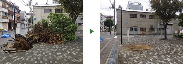 台風で木が倒れた｜マンション歩道の根こそぎ倒れた木を撤去　大阪府堺市東区