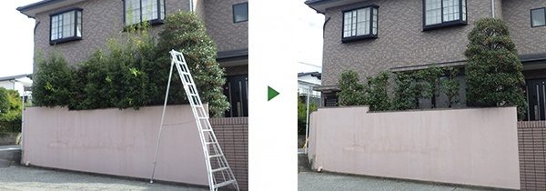 4mのモッコクの剪定｜バランス良くスッキリさせてほしい　和歌山県和歌山市