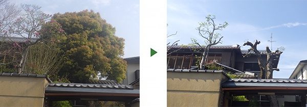 空き家の庭木の台風対策｜10mのクスノキを強剪定　奈良県大和郡山市