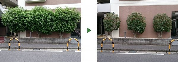 3本のキンモクセイを剪定｜1本ずつ丸い樹形に　大阪府堺市西区のマンション