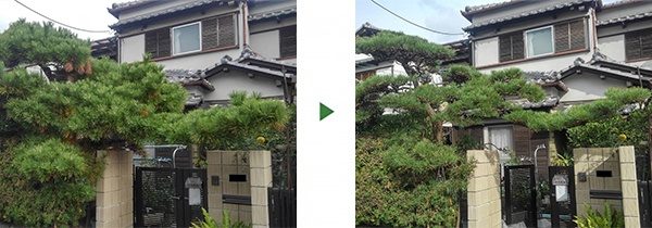 やめてしまった近所の植木屋さんの代わりにクロマツを剪定　大阪府堺市堺区