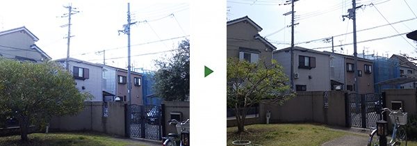 道にはみ出たオリーブを剪定して見通し改善　奈良県生駒市