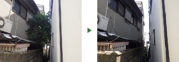 家の裏に生えてきて大きくなってしまったシラカシの伐採　奈良県奈良市