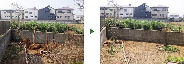 虫が湧き、枯れてしまったサルスベリの木を撤去　大阪府大阪市旭区