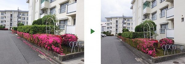 マンションにて植栽（低木）の剪定（年間管理）　大阪府大阪市福島区