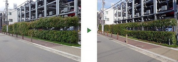 マンション駐車場の生垣剪定｜視界を確保して安全な状態に　大阪市此花区
