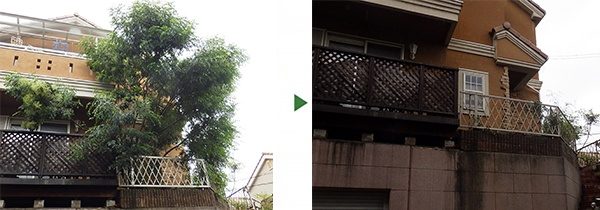 木が倒れそうなので切って欲しい｜大雨で傾いたシマトネリコの伐採　大阪市東成区