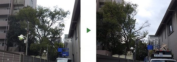 12mのクスノキを隣との境界から出ないように剪定　奈良県生駒市