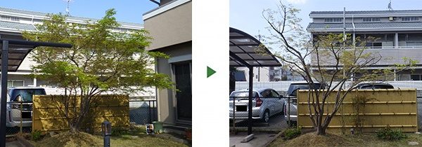 4ｍのイロハモミジをバランス良く剪定して美しい樹形に　奈良県奈良市