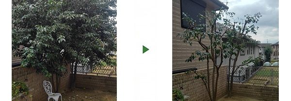 鬱蒼としたネズミモチの剪定と芝刈り　大阪府堺市堺区