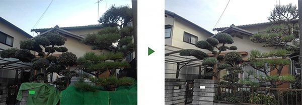 2年間手入れ出来ていなかった黒松の剪定　大阪府枚方市