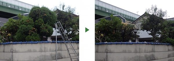 台風で傾いた3.5mの木を伐採｜カイヅカイブキが庭園灯に掛かっていて危ない　大阪府堺市南区
