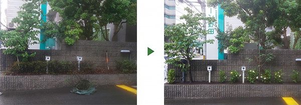 植栽の植え替え｜所々枯れたサツキをクチナシに　奈良県奈良市