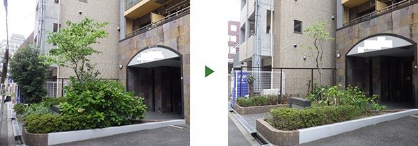 マンション敷地外の自販機を覆うシラカシの剪定　奈良県奈良市
