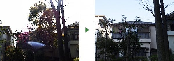 落ち葉が近所迷惑に！自生して大きくなったクスノキの伐採　大阪府堺市北区