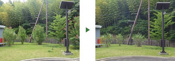 研究所敷地内で大きくなりすぎて邪魔なキョウチクトウを小さく剪定　大阪府阪南市
