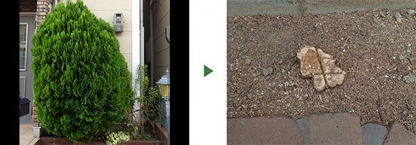 玄関横の3mのコノテガシワと隙間に生えた4mの桐を安全に伐採　大阪市鶴見区