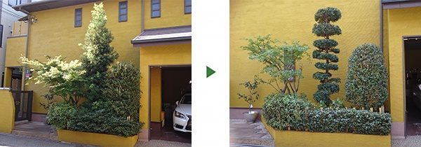 モミジ(2m)・マキ(3m)などの植木を元の形に剪定　吹田市