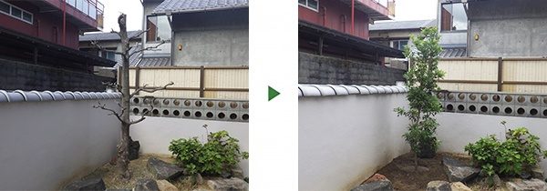 3mの枯れたモチノキの撤去とヤマモモの植栽　大阪府吹田市