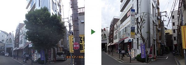 ビル敷地から道路にはみ出した7mのシマトネリコを剪定　大阪市旭区