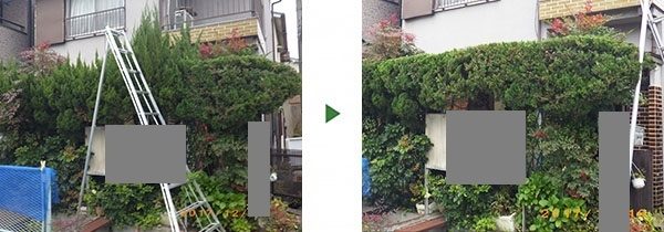 水路沿いのカイズカイブキの生垣10mを剪定　大阪府門真市