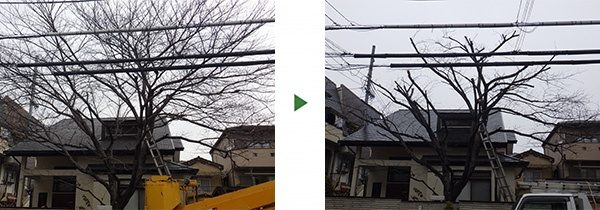 12mのサクラの木が電線に接触している　大阪府寝屋川市