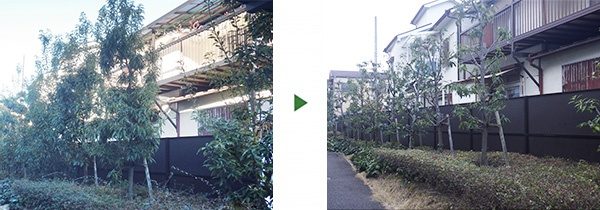 マンションの植木を剪定～シラカシ20本とアベリアの植え込み～　大阪府高槻市