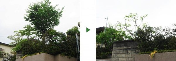 近所迷惑になっている高台の桜を安全に伐採　大阪府四條畷市の住宅